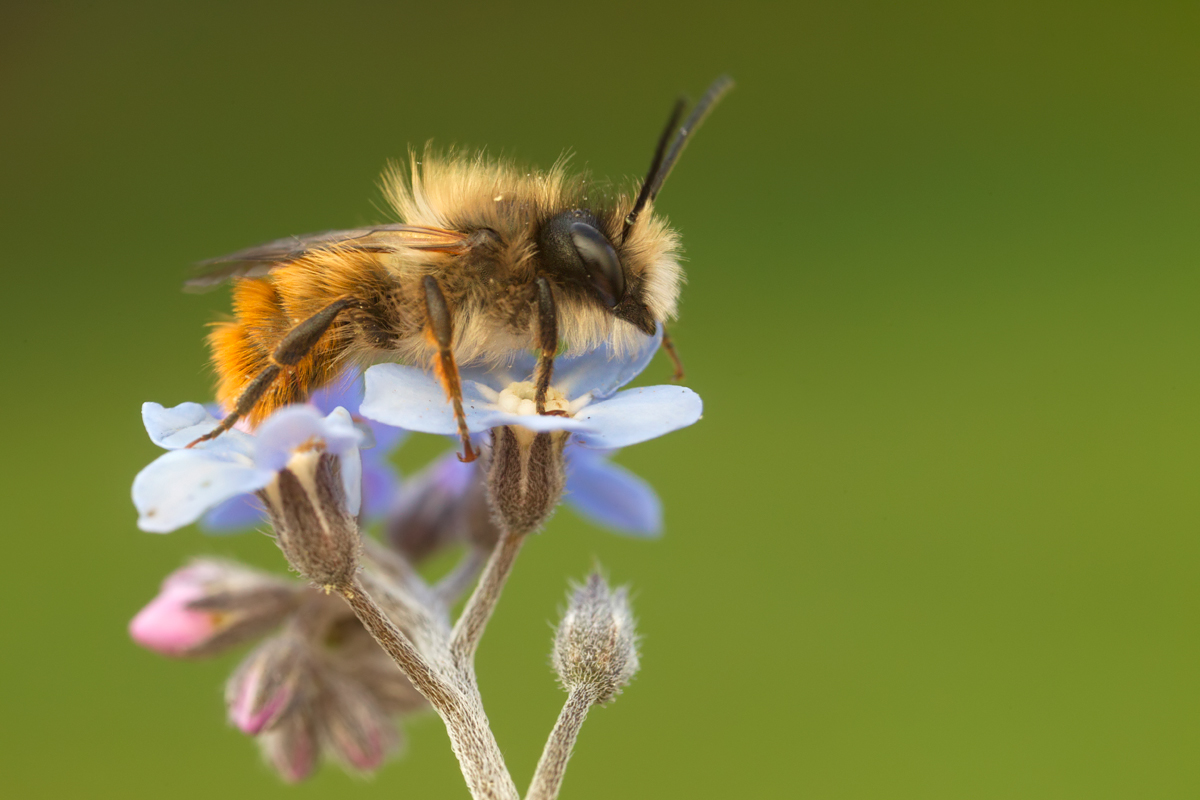 Red Mason Bee 4